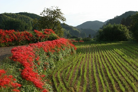 Img_a3f0c527006711f4af973440c0e23df3