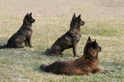 Img_a40cb35358068d1afde54e8a0dfd8f78