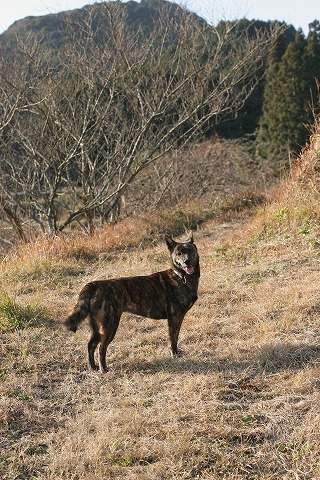 Img_abe4045d4db557e0a49da5f5a93e353a