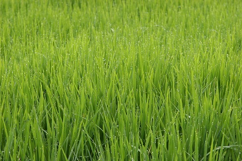 Img_ae3e6c67acb98c3a6e9efc38d22a1209