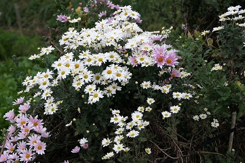 Img_ae6885548804a977d2319b9aba54e676