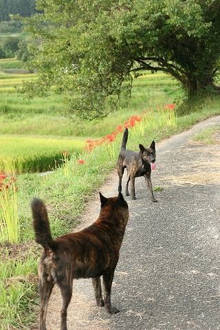 Img_af5fa06144c4d569f93dc60ddabba548