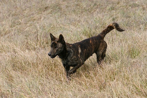 Img_afaae53852a6e71aafb0f589ad8216a7