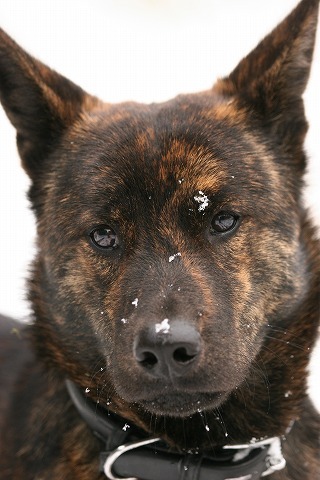 Img_c0a02144a550f823c2d9b8a640b59cd2