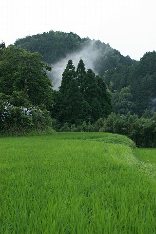 Img_c494f9b5da4685da7b81917a94025108