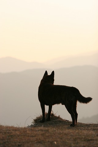 Img_dc9882d0af566595e4ab40900803affc