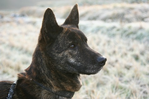 Img_df393820bbd978463d39a0490a423f60