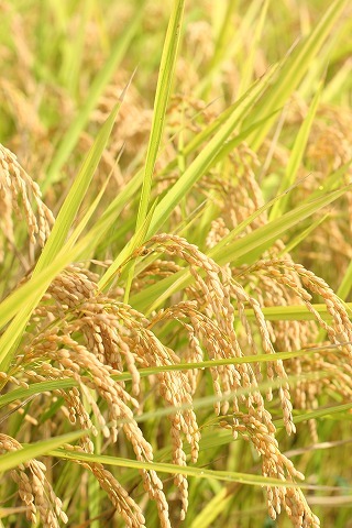 Img_f1b461477ae2d1ae8498c39e9735e96a