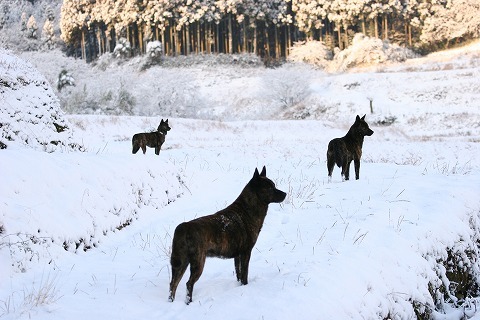 Img_f659ee3d1f8b85bc59ae3802b0e9d8e1