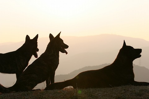 Img_fbef9903fbcb5d55c854339a69dbeb90