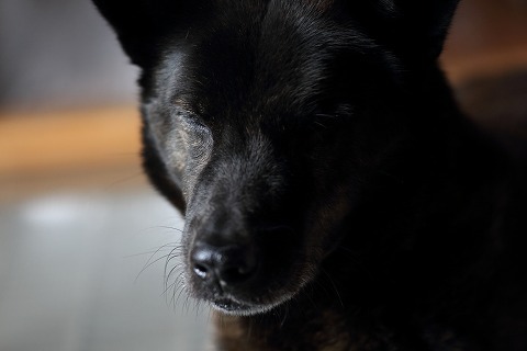 Img_37392f22f9ad99775b90ff6850d9f323