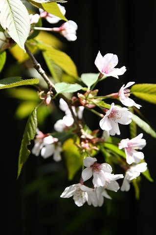 Img_6d3279eee6fc1b42978f531212049066