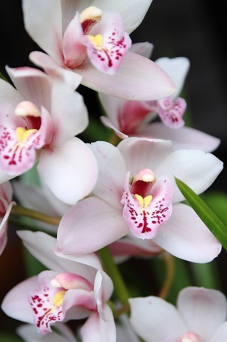 Img_c1c6ab1735bc87fad89ddb54f80a361a