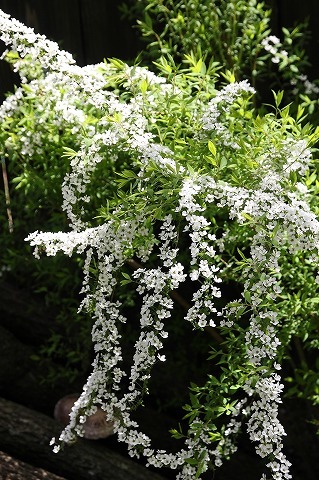 Img_d9356711e7e289a687687ad74c529f2d