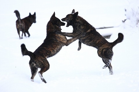 Img_ddaf2ad9d60959e0ea470da13ecf1040