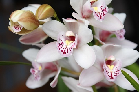 Img_ef273d35cf416f1d6946f7cb4dfa7e35