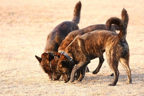 Img_f8d5c0bdbc5c849f7c1b1ae639737af2