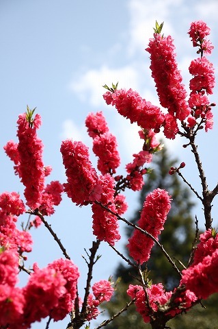 Img_fc6c7d13d4fdf15a85c1b09ae687b489